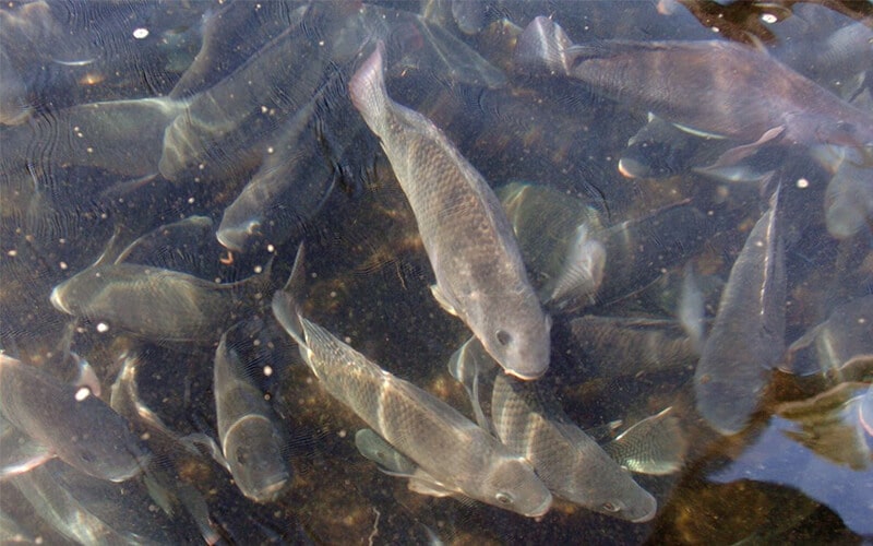 best fish feed formula