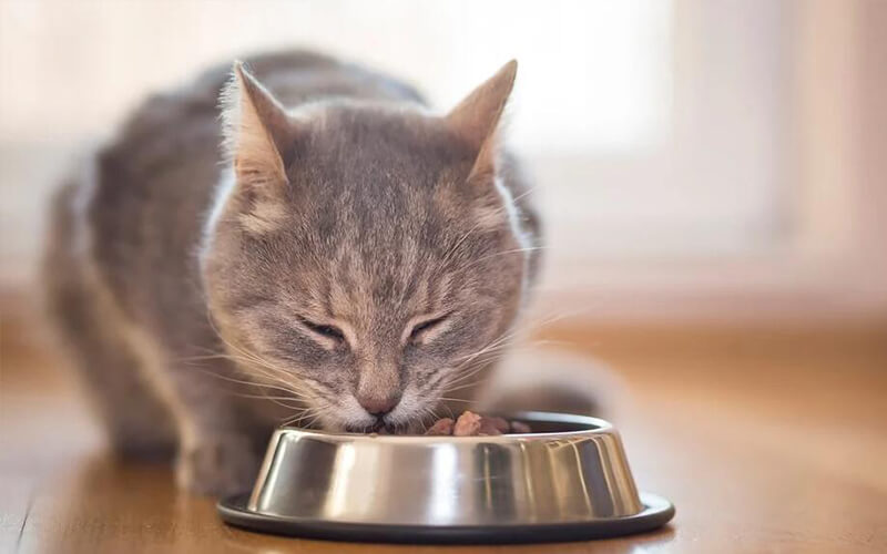 cat food production line