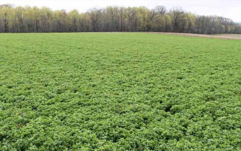 what are grass pellets used for