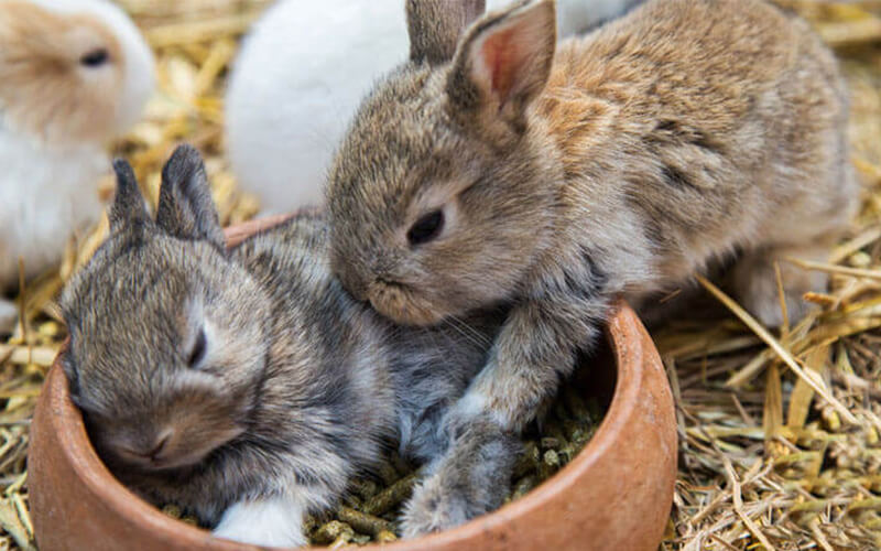 rabbit feed ingredients