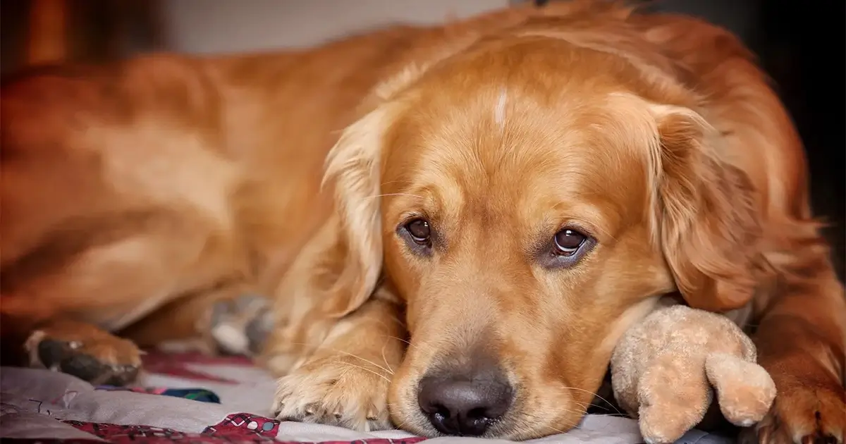 20 foods that dogs can't eat