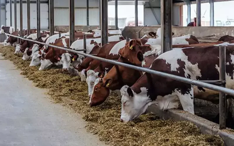 dairy cattle feed ingredients in india