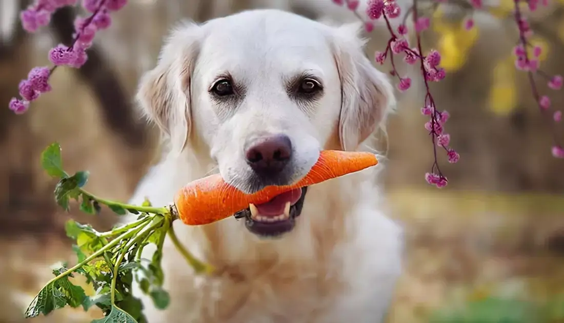 dangerous foods dogs can not eat