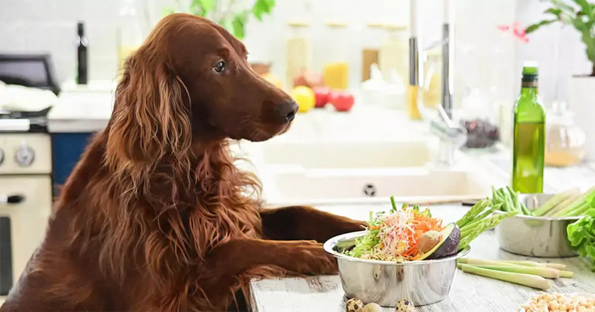 bad foods for dogs