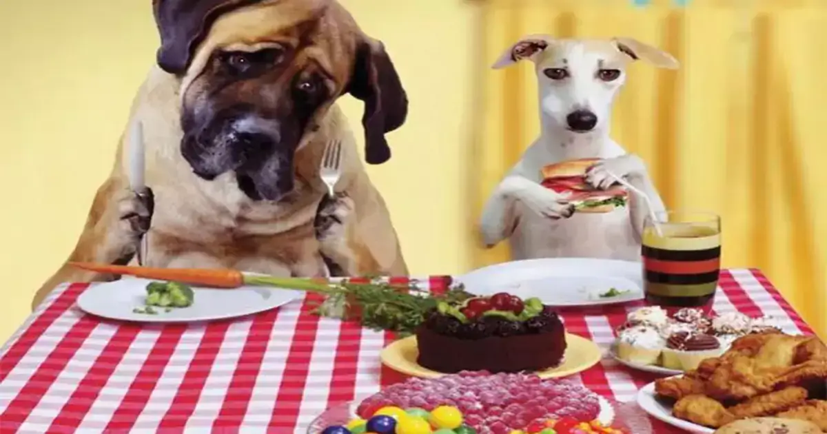 foods that dogs can't eat