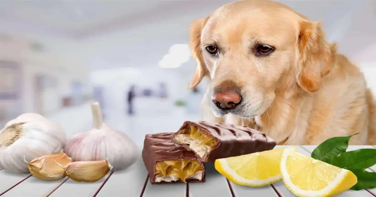 foods that kill dog