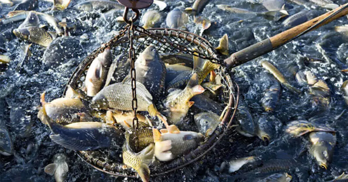 how profitable is fish farming business