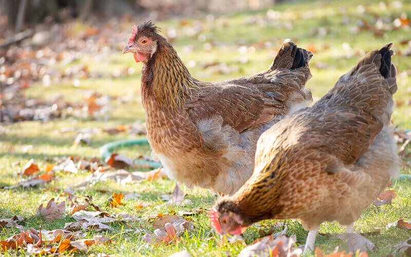how to raise chickens in fall