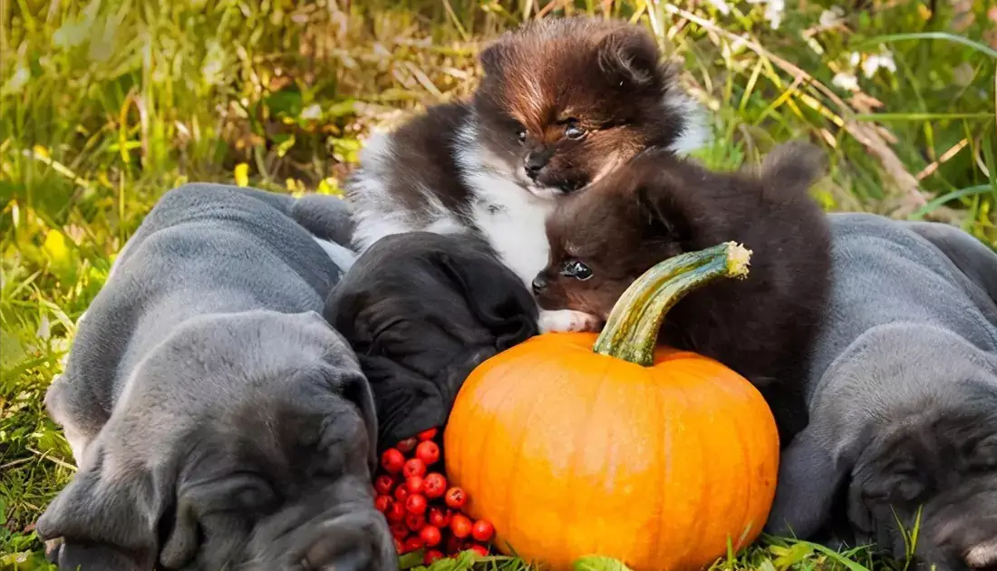 list of foods dogs can not eat
