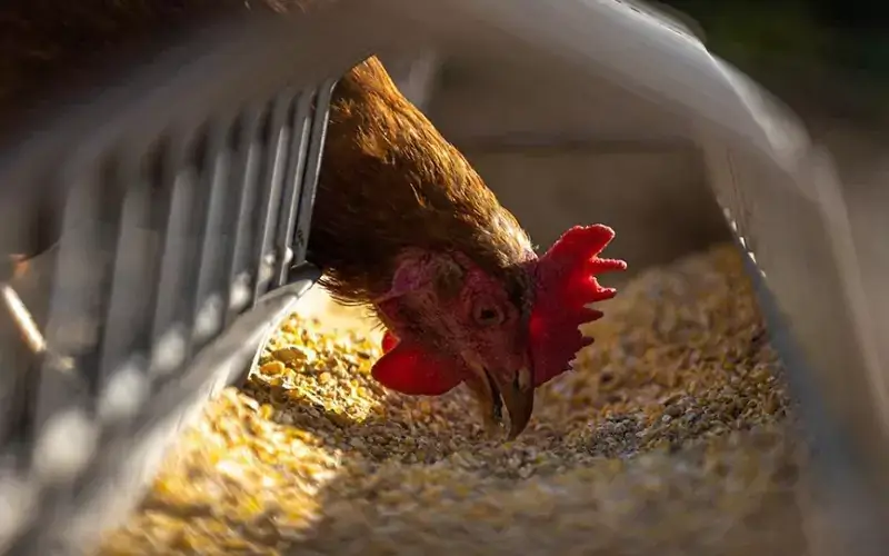 setting up a poultry feed mill business plan
