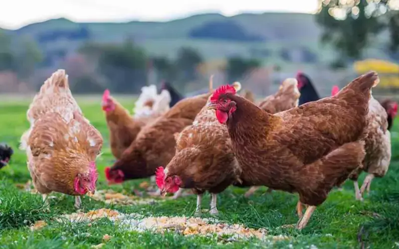 setting up poultry feed production business