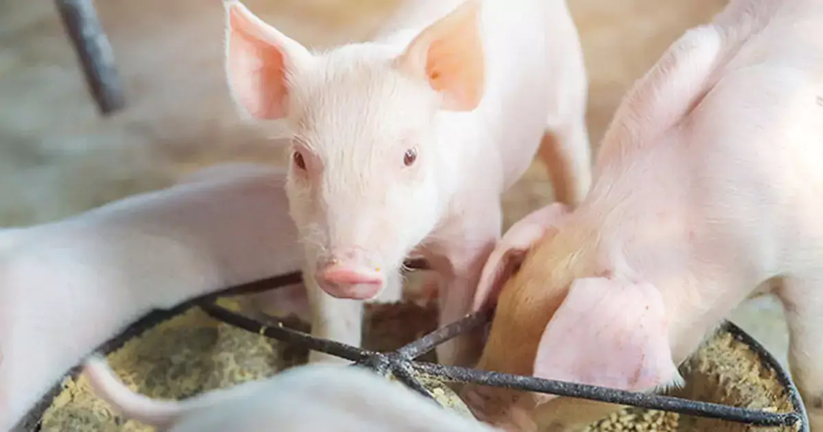 types of pig feed