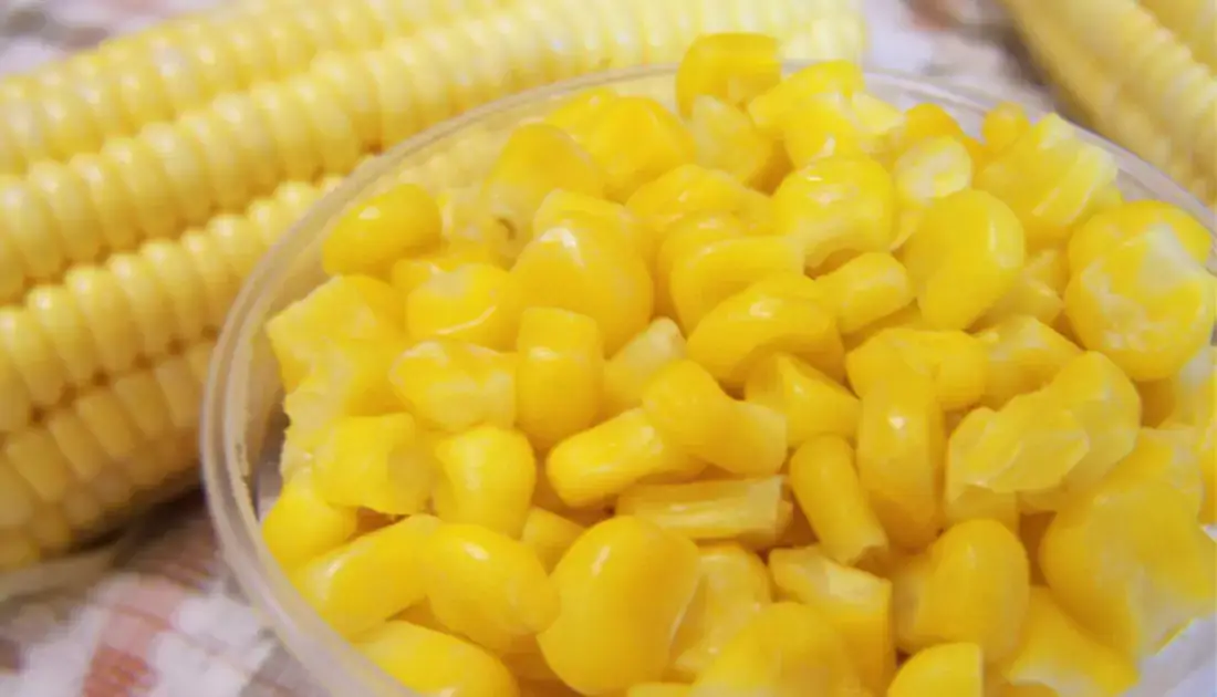 what vegetables can dog eat
