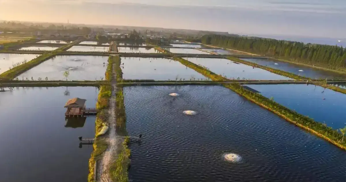 catfish feed formulation and ingredients