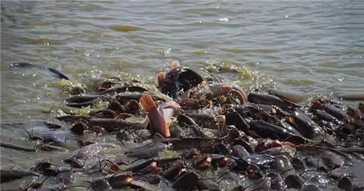 catfish feeding guide
