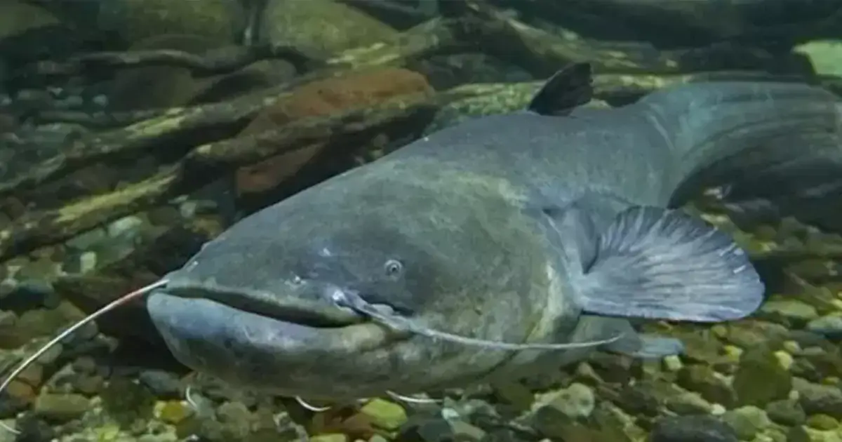 what to feed catfish in a tank