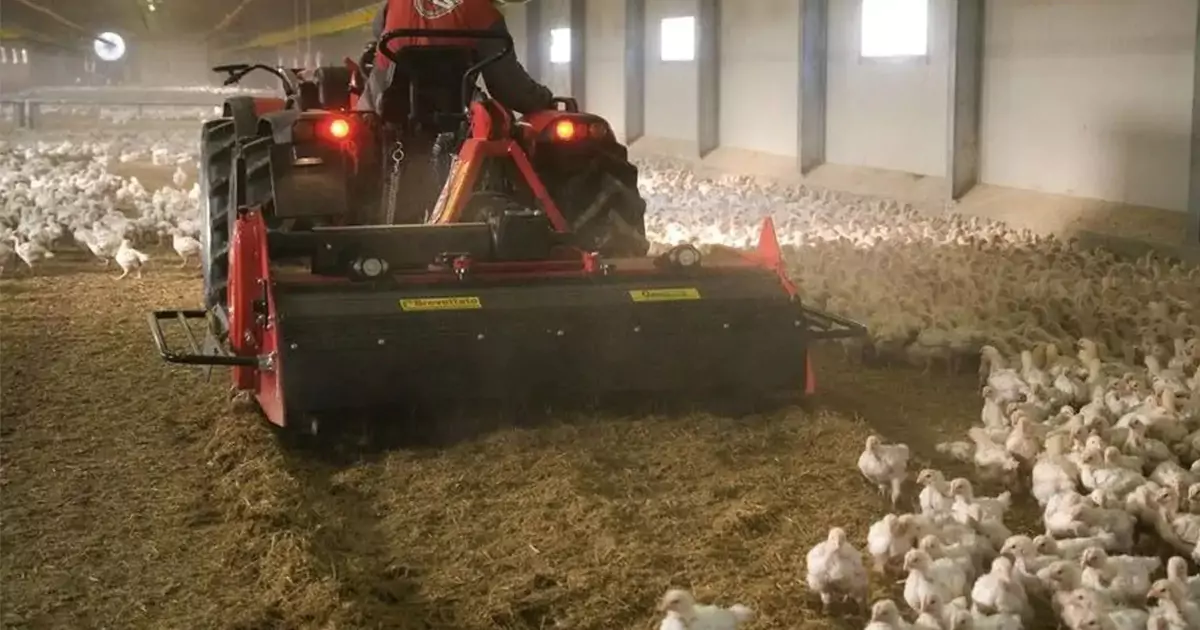 best bedding to keep chickens warm in cold weather