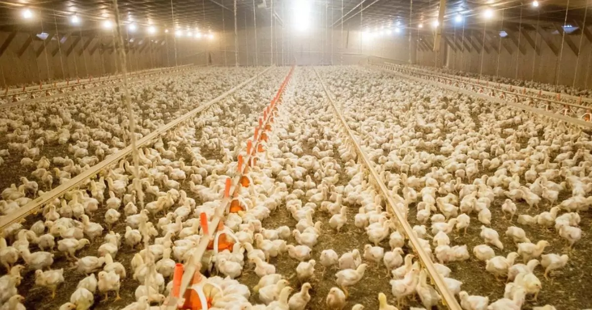 how to keep chickens warm at night in cold weather winter