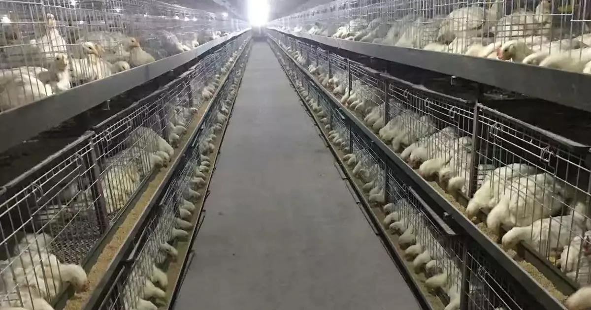 how to keep chickens warm in winter