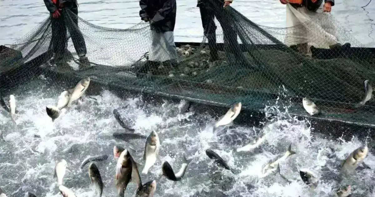 how to prevent fish kill in the pond