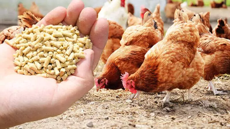 kenya poultry feed business production equipment