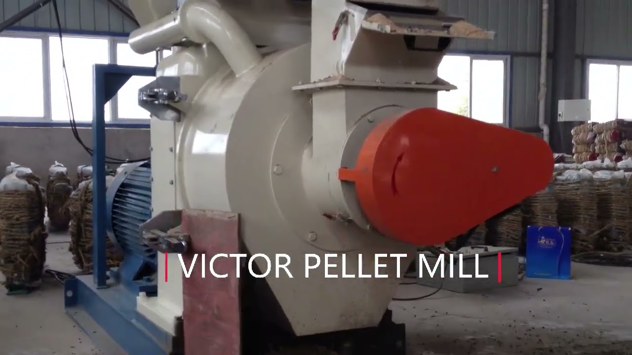 Cattle Feed Pellet Mill Explained Ring Die System, 3–5mm Grinding & 30% Digestibility Boost