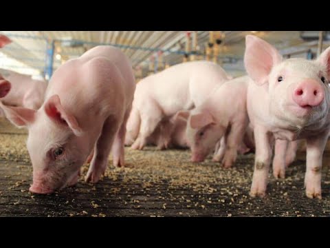 pig feed pellet machine making pellet feed for pig and swine