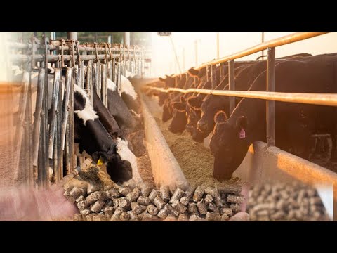 how to make cattle feed, making cattle feed pellets with best cattle feed formulation and ingredient