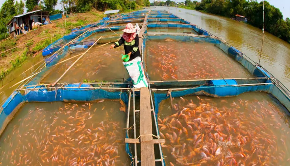 Sinking Or Floating Pellets For Goldfish