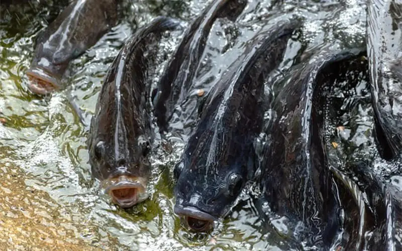 how to make floating fish feed pellet