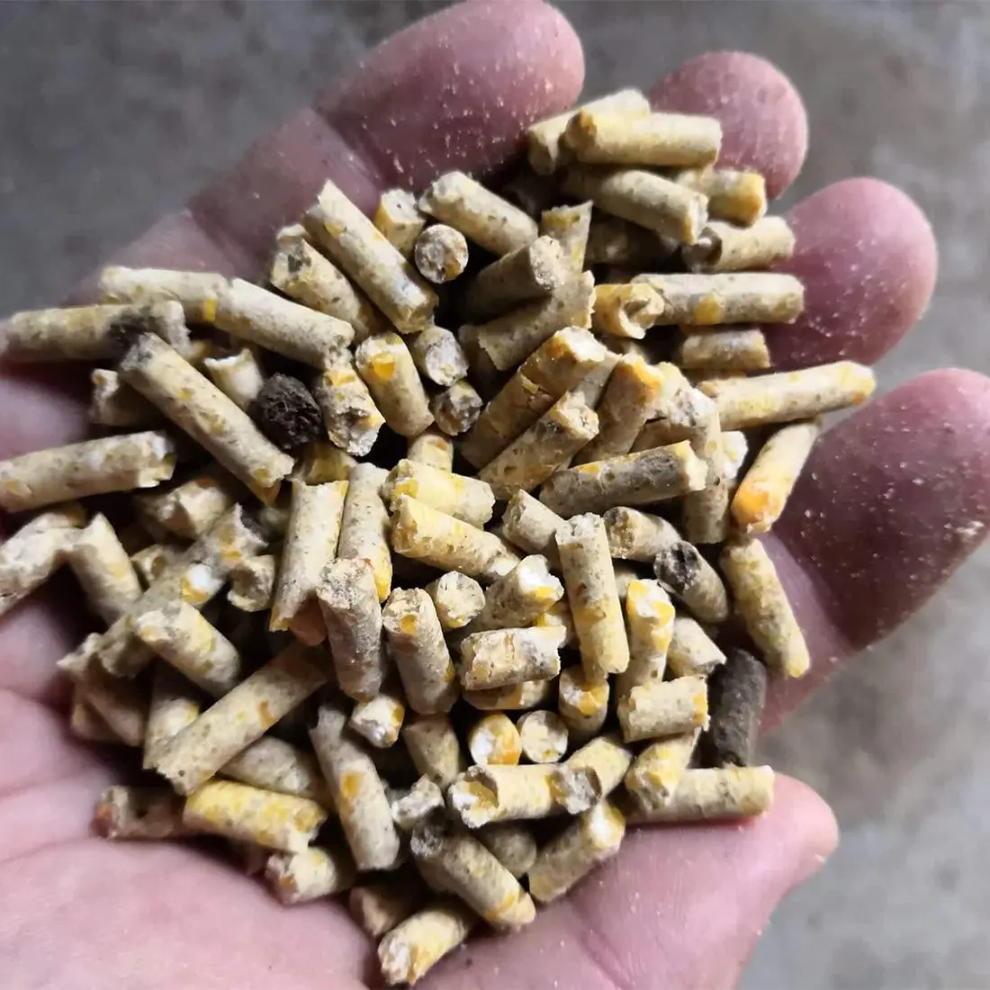 mash feed vs pellet feed