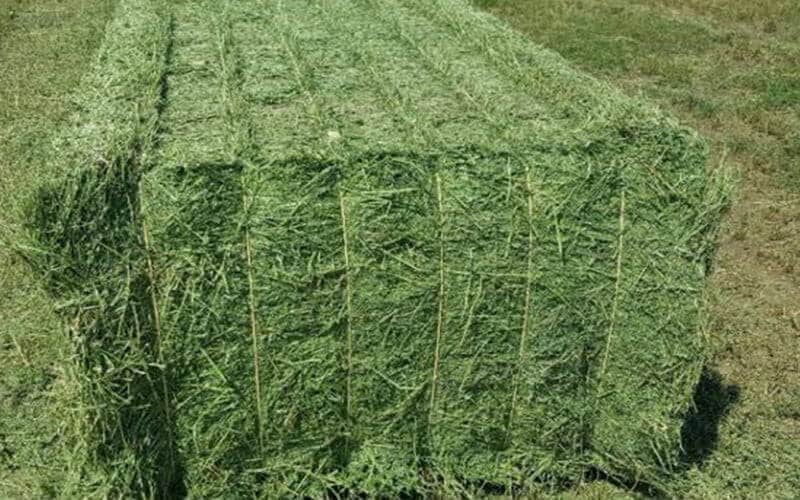alfalfa pellet machine cost