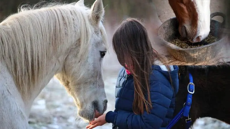 horse feed pellet machine for sale