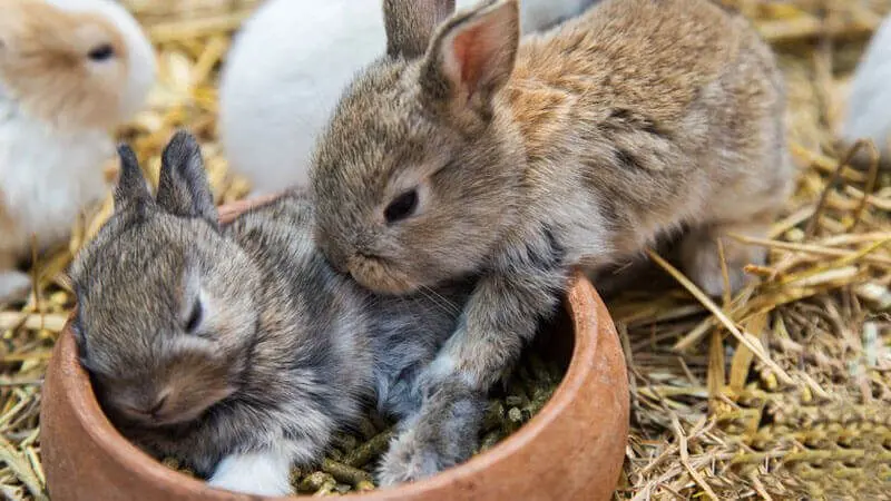 chicken feed processing line price