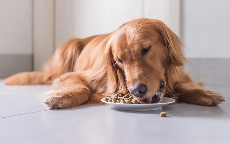 dog food production line