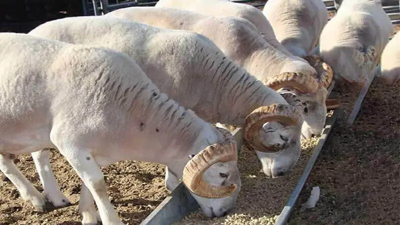 goat feed machine for sale