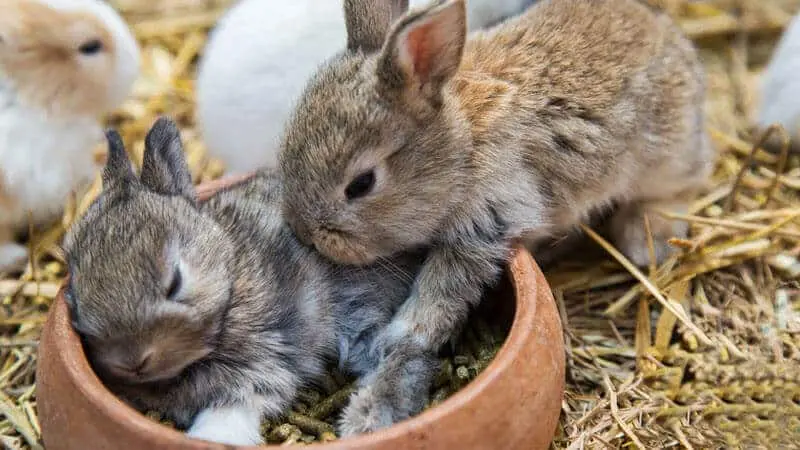 rabbit feed pellet making machine