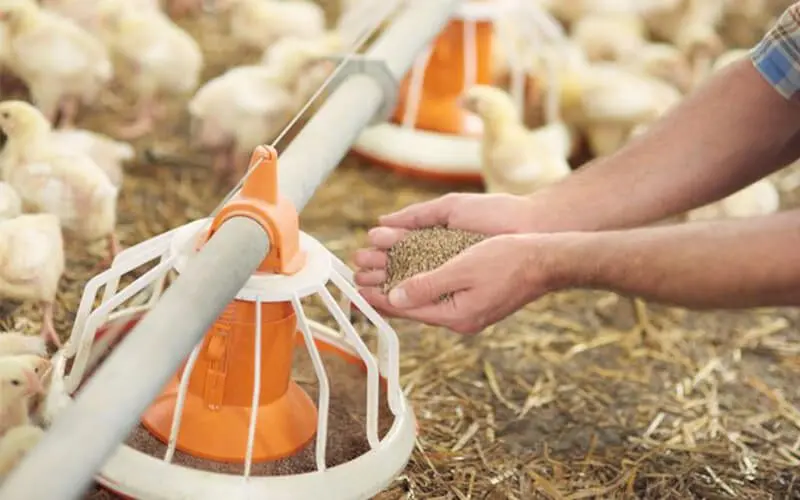 feeding chicks with small pellets