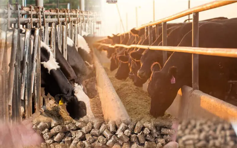 how to make cattle feed