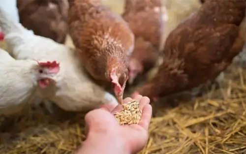 Pelleted Feed for Poultry and Livestock Nutrition