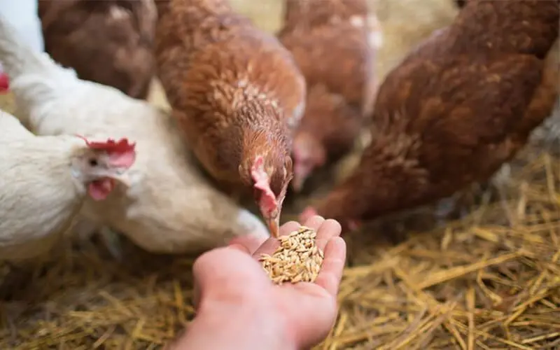 chicken feed pellets