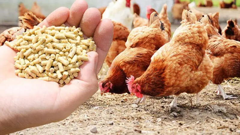 poultry feed pellets