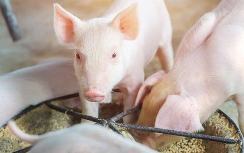 how to make pig feed