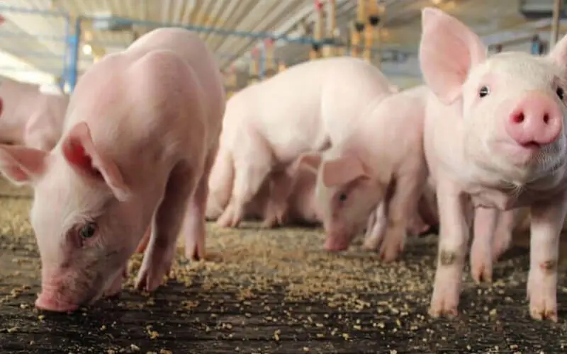 how to make pig feed pellets