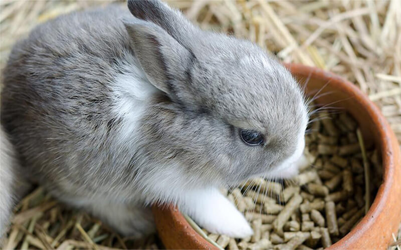 rabbit feed formulation