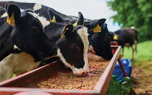 cattle fattening feed formulation nigeria