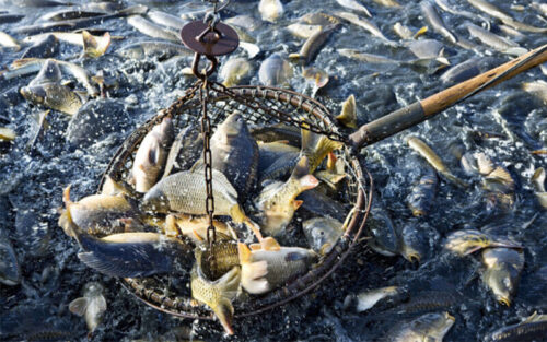 fish farming business plan