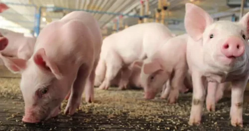 formula pig feed ingredients