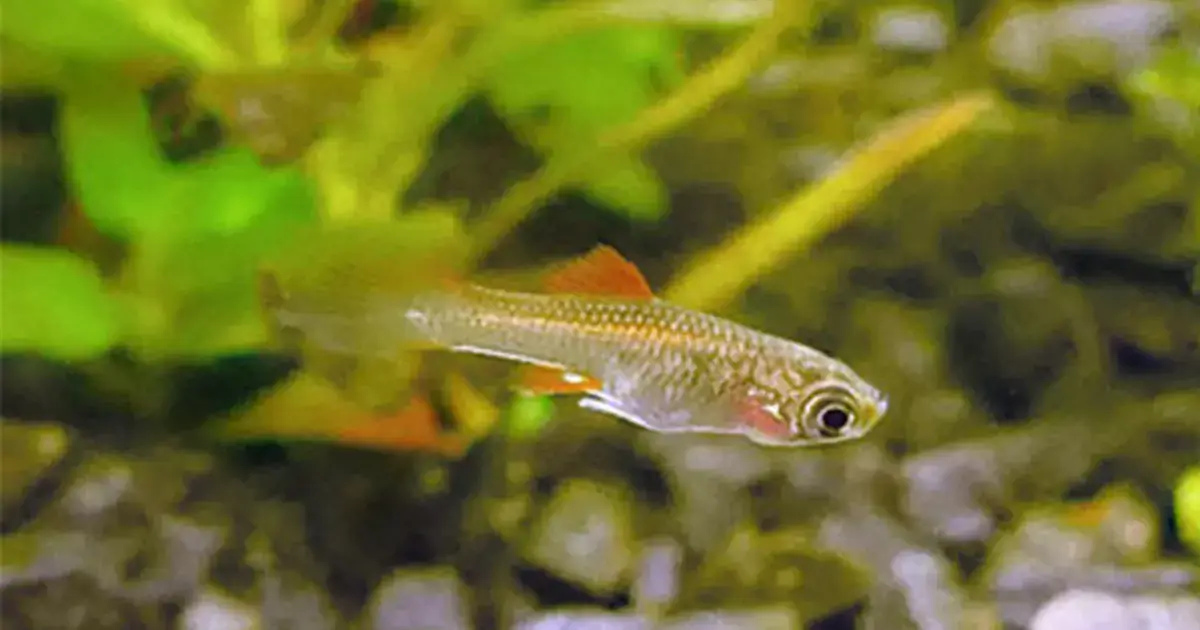 How To Improve Pond Water Quality In Fish Pond Best 9 Tips