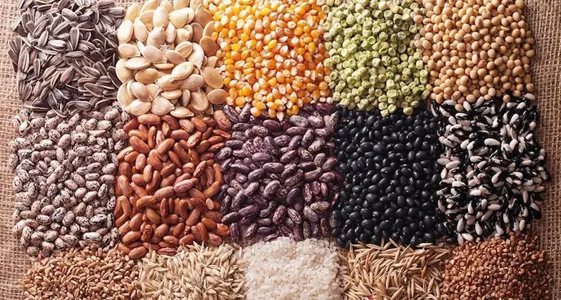 how to make Organic feed for chicken broilers
